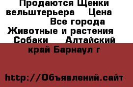 Продаются Щенки вельштерьера  › Цена ­ 27 000 - Все города Животные и растения » Собаки   . Алтайский край,Барнаул г.